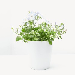 CAMPANULA M-11 BICOLOR FLOR GRANDE