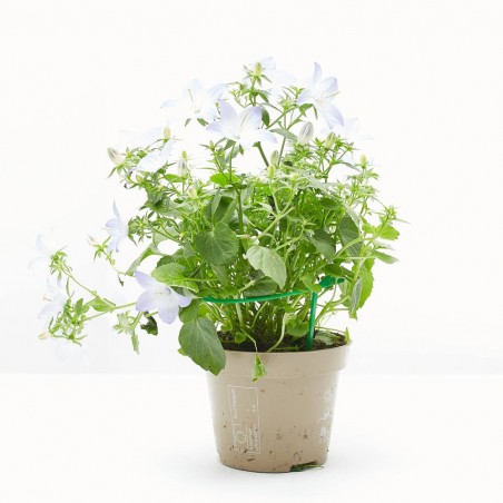 CAMPANULA M-11 BICOLOR FLOR GRANDE