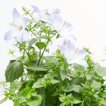 CAMPANULA M-11 BICOLOR FLOR GRANDE