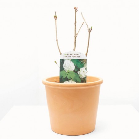 VIBURNUM OPOLUS 3L