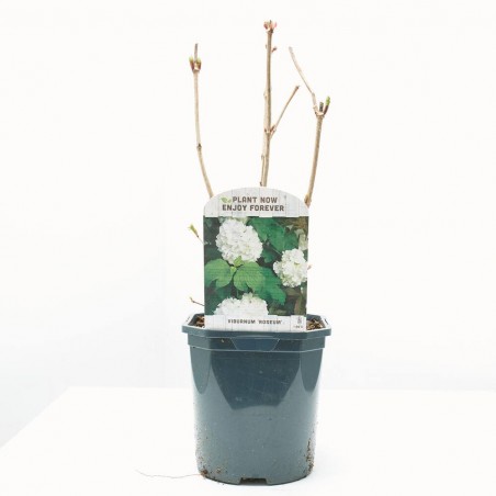 VIBURNUM OPOLUS 3L