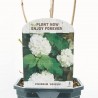 VIBURNUM OPOLUS 3L