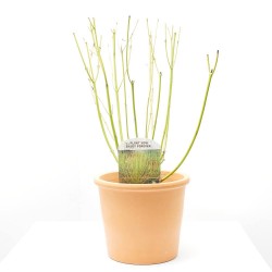 CORNUS STOLONIFERA MACETA 3L