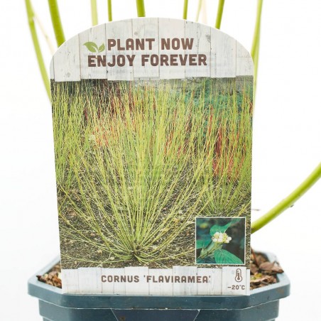 CORNUS STOLONIFERA MACETA 3L
