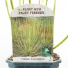CORNUS STOLONIFERA MACETA 3L