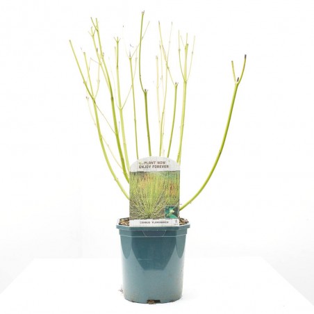 CORNUS STOLONIFERA MACETA 3L