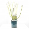 CORNUS STOLONIFERA MACETA 3L