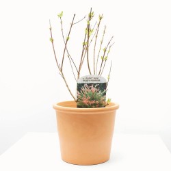 SALIX HAKURO MACETA 3L
