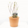 SALIX HAKURO MACETA 3L