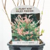 SALIX HAKURO MACETA 3L