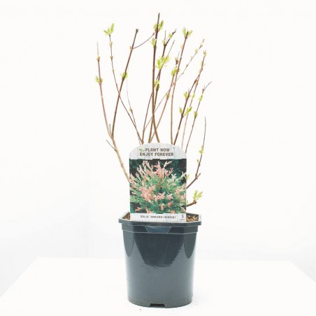 SALIX HAKURO MACETA 3L
