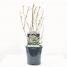 SALIX HAKURO MACETA 3L