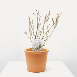 SALIX MOUNT ASO MACETA 3L