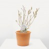 SALIX MOUNT ASO MACETA 3L