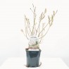 SALIX MOUNT ASO MACETA 3L