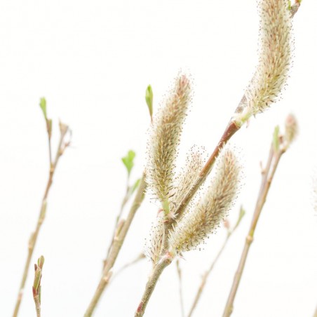 SALIX MOUNT ASO MACETA 3L