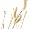 SALIX MOUNT ASO MACETA 3L