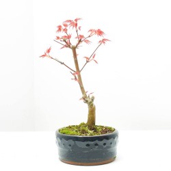 BONSÁI ACER PALMATUM MACETA 12CM