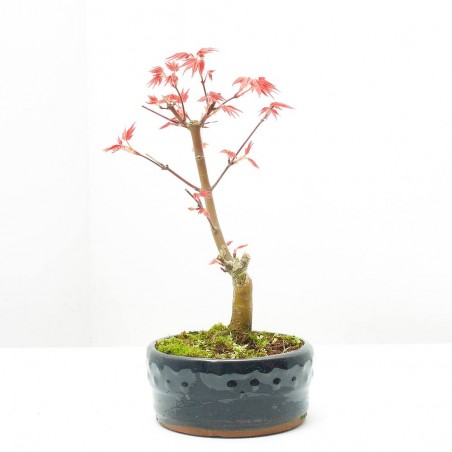 BONSÁI ACER PALMATUM MACETA 12CM