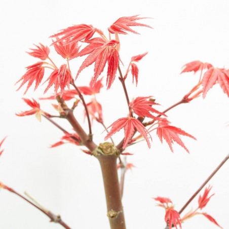 BONSÁI ACER PALMATUM MACETA 12CM