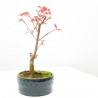 BONSÁI ACER PALMATUM MACETA 12CM