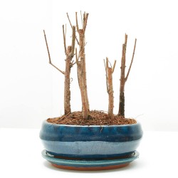 BONSÁI METASEQUOYA FORMA BOSQUE