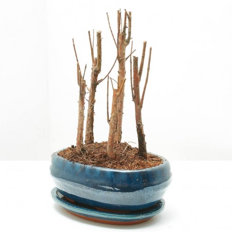 BONSÁI METASEQUOYA FORMA BOSQUE
