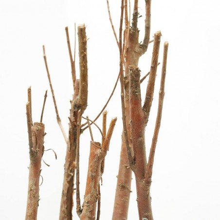 BONSÁI METASEQUOYA FORMA BOSQUE