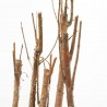 BONSÁI METASEQUOYA FORMA BOSQUE