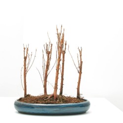 BONSÁI METASEQUOIA GLYPTOSTROBOIDES BOSQUETE 30 CM