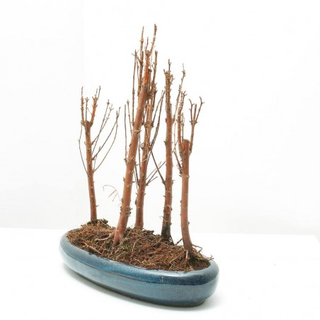 BONSÁI METASEQUOIA GLYPTOSTROBOIDES BOSQUETE 30 CM