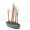 BONSÁI METASEQUOIA GLYPTOSTROBOIDES BOSQUETE 30 CM