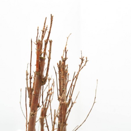 BONSÁI METASEQUOIA GLYPTOSTROBOIDES BOSQUETE 30 CM