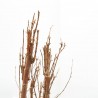 BONSÁI METASEQUOIA GLYPTOSTROBOIDES BOSQUETE 30 CM
