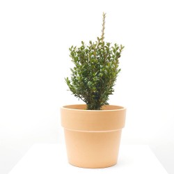BUXUS MICROPHYLLA 'FAULKNER' 5L