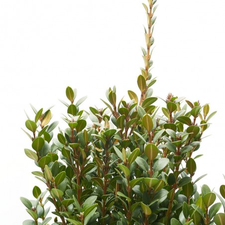 BUXUS MICROPHYLLA 'FAULKNER' 5L
