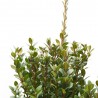 BUXUS MICROPHYLLA 'FAULKNER' 5L