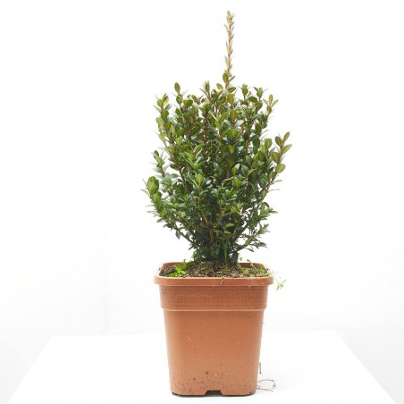 BUXUS MICROPHYLLA 'FAULKNER' 5L