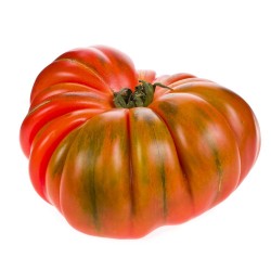 TOMATE RAF EN MACETA