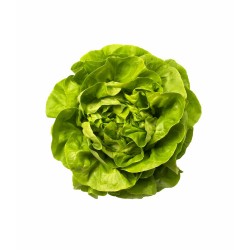 LECHUGA TROCADERO EN MACETA