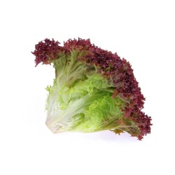 LECHUGA LOLLO ROSA EN MACETA