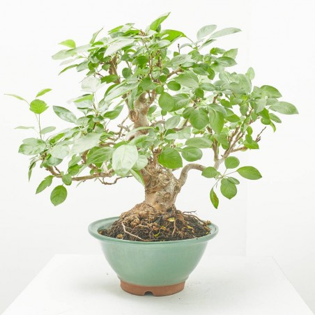 BONSAI 24 AÑOS