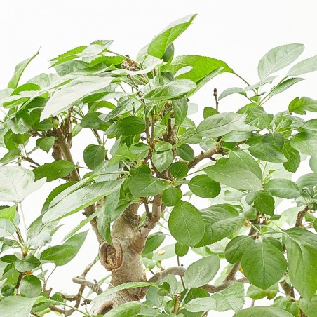 BONSAI 24 AÑOS