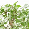 BONSAI 24 AÑOS