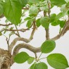 BONSAI 24 AÑOS