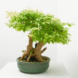 BONSAI 25 AÑOS