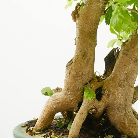 BONSAI 25 AÑOS