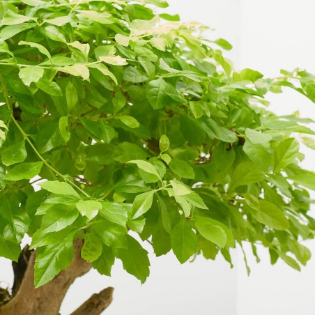 BONSAI 25 AÑOS