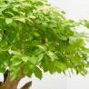 BONSAI 25 AÑOS