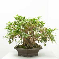 BONSAI 26 AÑOS